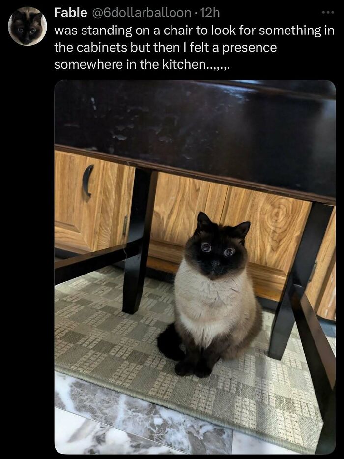 Siamese cat sitting under a black table in a kitchen, looking wide-eyed and unaware of its goofy expression. Siamese cat sitting under a black table in a kitchen, looking wide-eyed and unaware of its goofy expression.