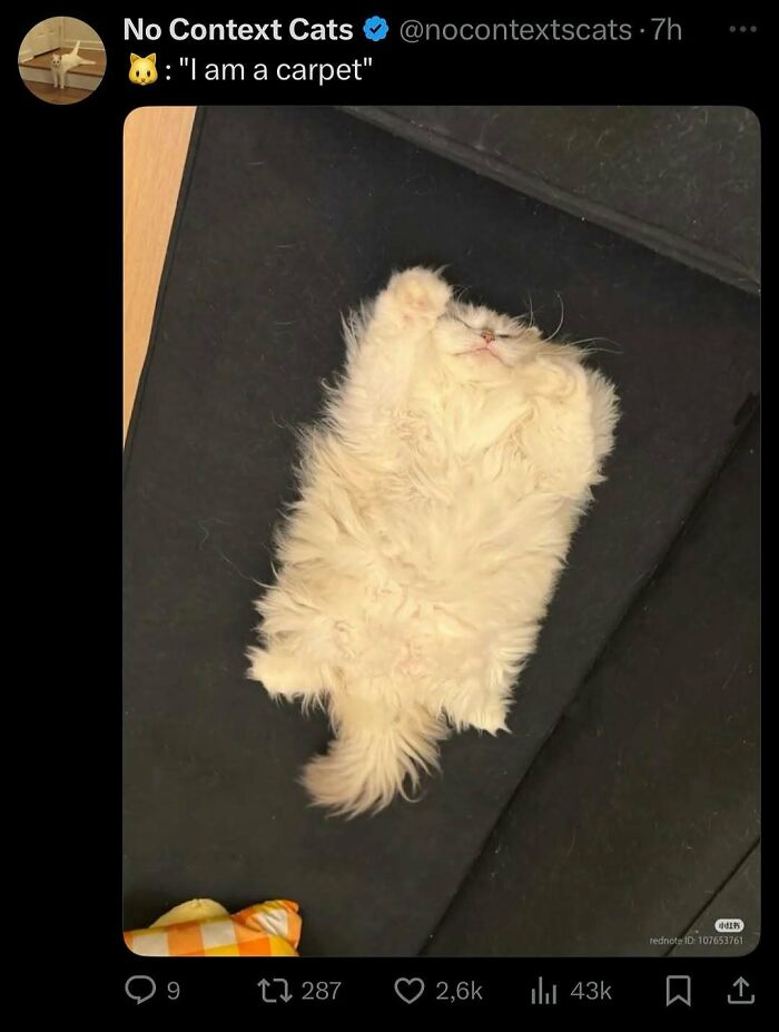 Fluffy cat lying flat on a dark surface, looking relaxed and completely unaware of how goofy it appears. Fluffy cat lying flat on a dark surface, looking relaxed and completely unaware of how goofy it appears.