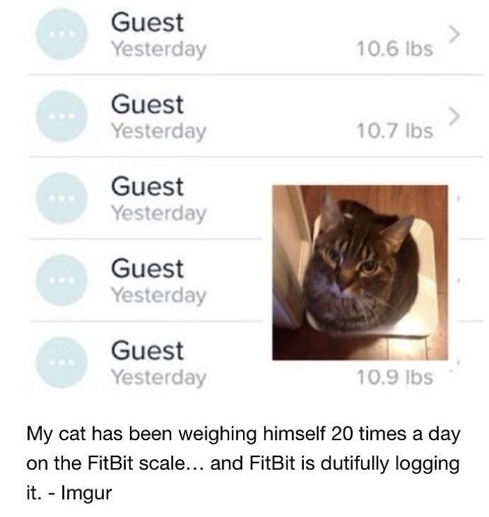 Cat repeatedly weighing itself on a smart scale, showcasing goofy behavior of unaware cats in a humorous moment. Cat repeatedly weighing itself on a smart scale, showcasing goofy behavior of unaware cats in a humorous moment.