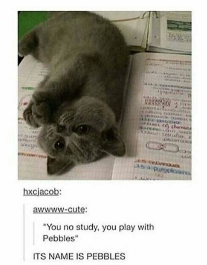 Gray cat lying upside down on open study notes, one of 78 cats unaware of how goofy they are posing playfully. Gray cat lying upside down on open study notes, one of 78 cats unaware of how goofy they are posing playfully.