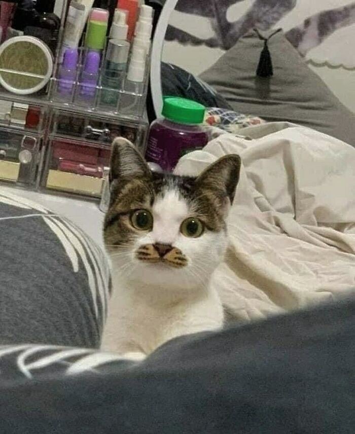 Cat with unique markings resembling a mustache, looking unaware and goofy while sitting on a bed with makeup in the background. Cat with unique markings resembling a mustache, looking unaware and goofy while sitting on a bed with makeup in the background.