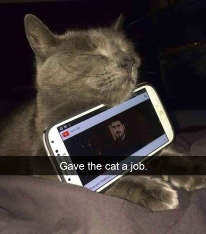 Gray cat holding a phone in its mouth, showcasing one of the goofy cats unaware of how silly they look. Gray cat holding a phone in its mouth, showcasing one of the goofy cats unaware of how silly they look.