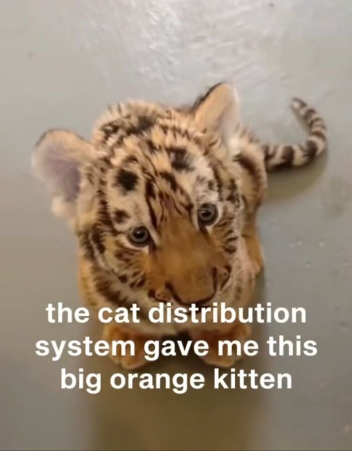 Tiger kitten looking up with curious eyes, showcasing one of the 78 cats completely unaware of how goofy they are. Tiger kitten looking up with curious eyes, showcasing one of the 78 cats completely unaware of how goofy they are.