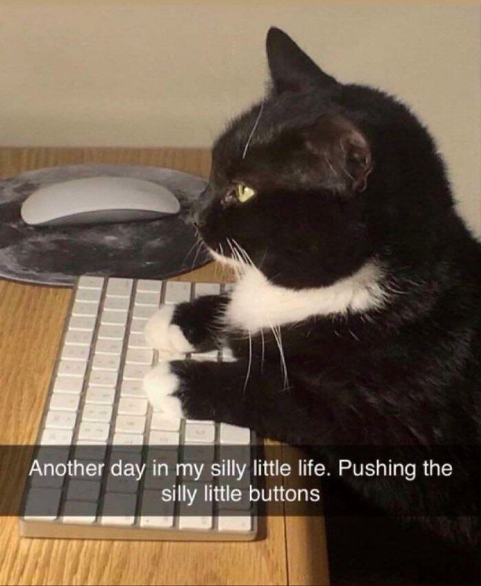 Black and white cat sitting at a keyboard, looking focused and unaware of how goofy it appears. Black and white cat sitting at a keyboard, looking focused and unaware of how goofy it appears.