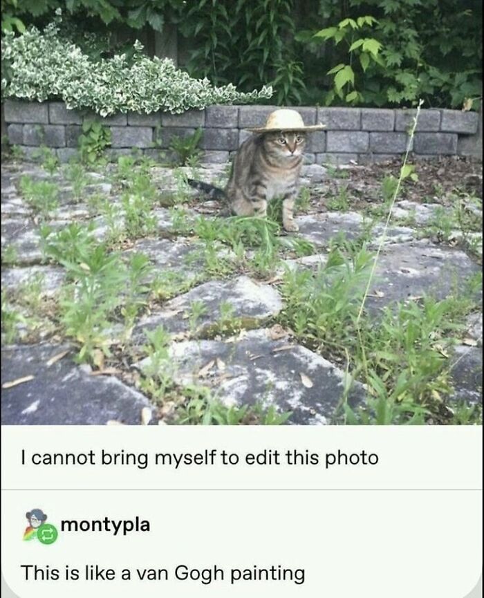 Tabby cat sitting on a stone path wearing a small hat, showcasing one of the goofy cats unaware of their silliness. Tabby cat sitting on a stone path wearing a small hat, showcasing one of the goofy cats unaware of their silliness.
