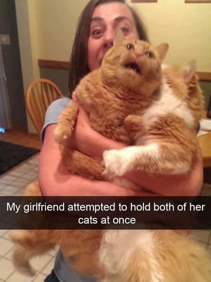 Woman struggling to hold two goofy cats at once, showing funny and clueless cat expressions indoors. Woman struggling to hold two goofy cats at once, showing funny and clueless cat expressions indoors.