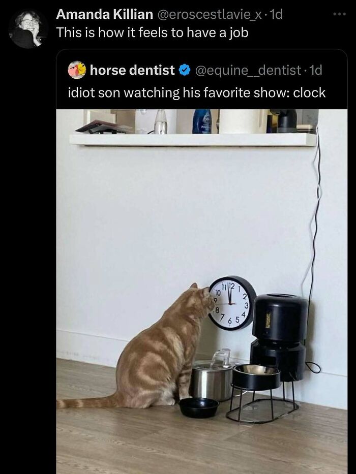 Cat staring intently at a wall clock near pet bowls, showing goofy and unaware cat behavior. Cat staring intently at a wall clock near pet bowls, showing goofy and unaware cat behavior.