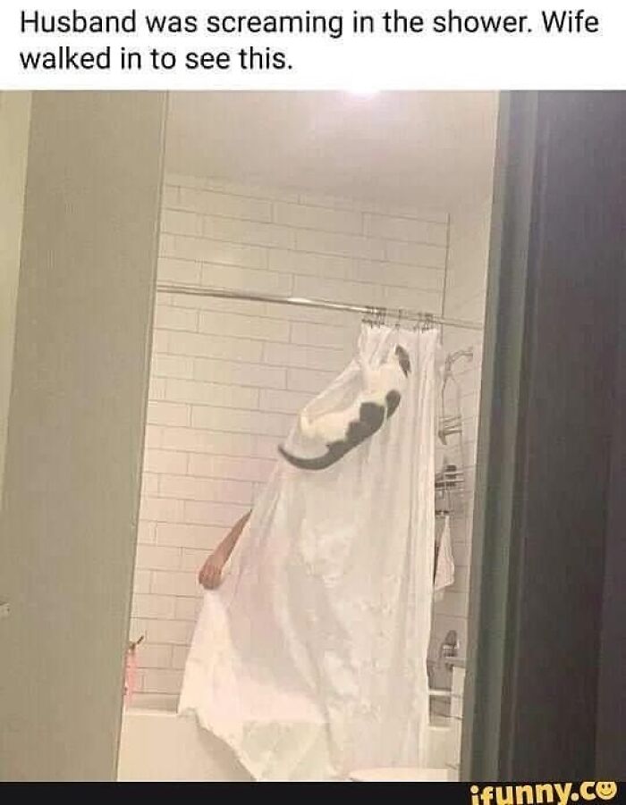 Cat hanging on shower curtain looking goofy and completely unaware of how funny it appears in the bathroom setting Cat hanging on shower curtain looking goofy and completely unaware of how funny it appears in the bathroom setting