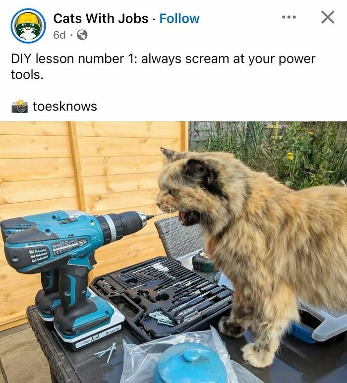 Fluffy cat yelling at a power drill on a table with tools, showing a goofy cat unaware of its antics outdoors. Fluffy cat yelling at a power drill on a table with tools, showing a goofy cat unaware of its antics outdoors.