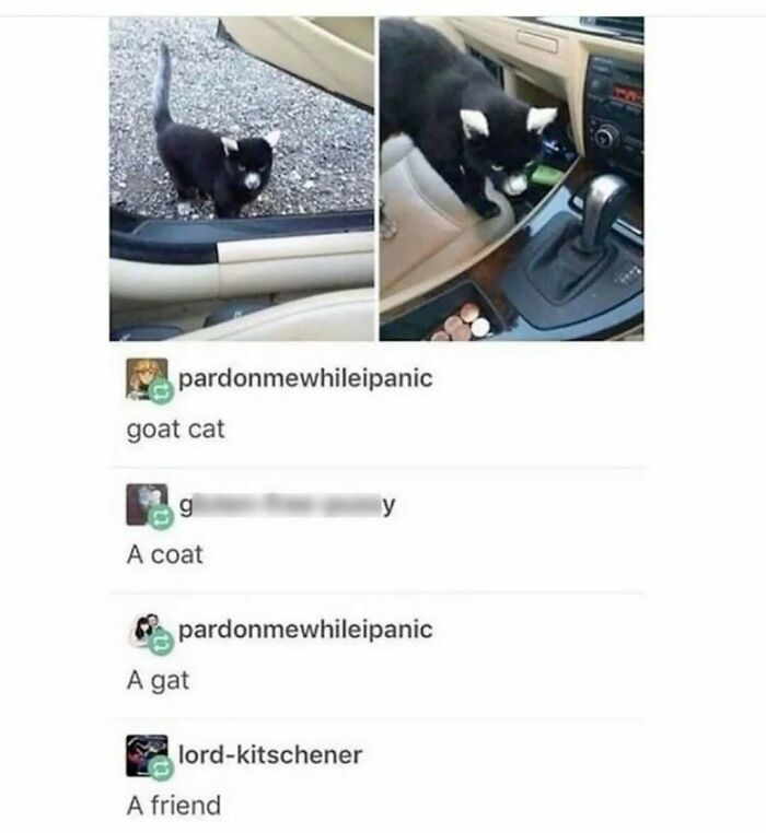 Black kitten exploring inside and outside a car, showing goofy and unaware cat behavior in a humorous setting. Black kitten exploring inside and outside a car, showing goofy and unaware cat behavior in a humorous setting.