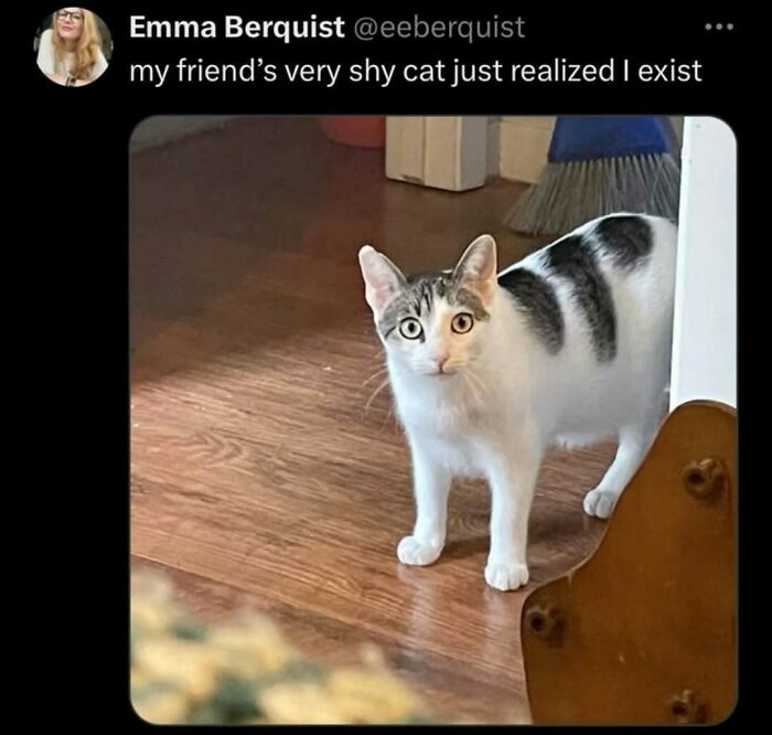 Shy cat standing on wooden floor, looking surprised and completely unaware of how goofy it appears. Shy cat standing on wooden floor, looking surprised and completely unaware of how goofy it appears.