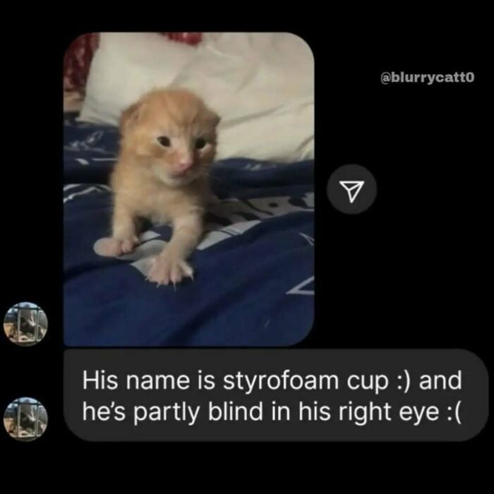 Kitten with partly blind eye resting on a blue blanket, one paw stretched out, unaware of how goofy it looks. Kitten with partly blind eye resting on a blue blanket, one paw stretched out, unaware of how goofy it looks.