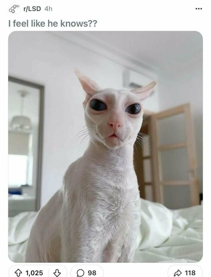Hairless white cat with large eyes sitting on a bed, showcasing one of the funniest cats completely unaware of how goofy they are. Hairless white cat with large eyes sitting on a bed, showcasing one of the funniest cats completely unaware of how goofy they are.