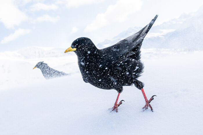 Black bird walking in snowstorm captured in stunning shot by bird photographer of the year competition 2025.