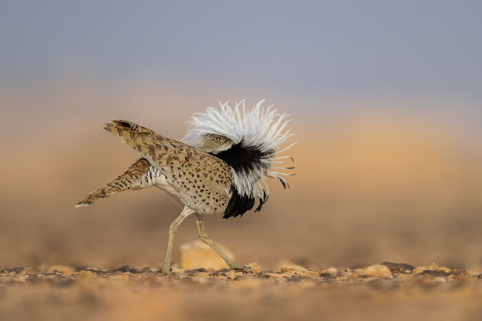 Rare bird with striking white crest walking on rocky ground in a stunning winning shot from bird photographer of the year 2025.