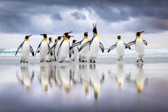 Group of king penguins on wet sand with reflections under cloudy sky in a bird photographer of the year winning shot