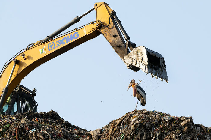 Conservation (Single Image), Bronze Award: Vanishing Species By Hira Punjabi, India