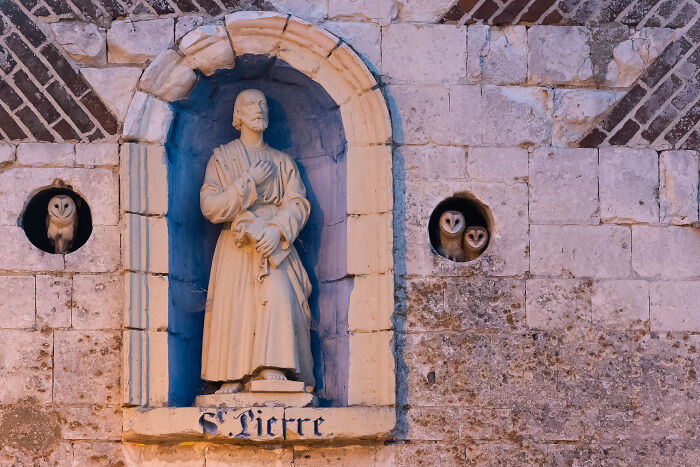 Three barn owls perched in holes on an old stone wall next to a statue, showcasing bird photographer of the year winning shots.