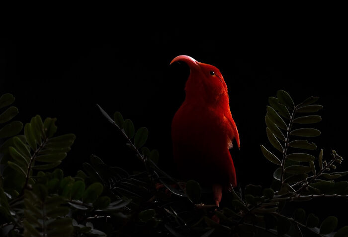 Vibrant red bird perched on leafy branches in a low light setting, featured in Bird Photographer of the Year winning shots.