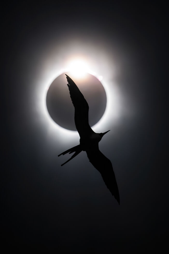 Silhouette of a bird flying against a solar eclipse, captured in a stunning shot by Bird Photographer of the Year.