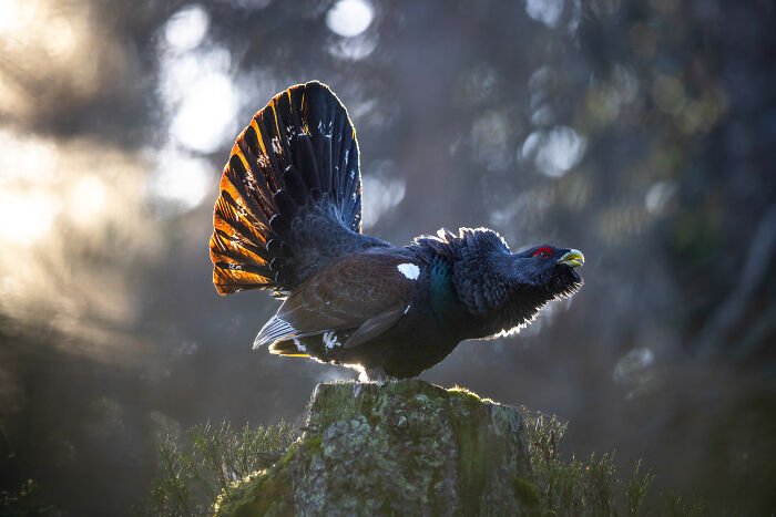 Black bird with fanned tail on mossy stump in forest light, captured by Bird Photographer of the Year winning shot 2025.