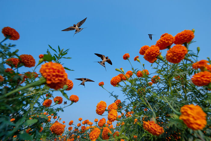 Swallows flying above vibrant orange marigold flowers under a clear blue sky, showcasing bird photography excellence.
