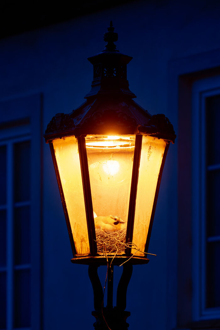 Bird nesting inside a glowing street lamp at night captured by bird photographer for stunning winning shots.