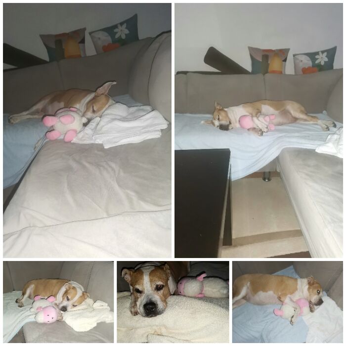 Everything I Know About Love, I Learned From My Dog (35 Pics) Everything I Know About Love, I Learned From My Dog (35 Pics)