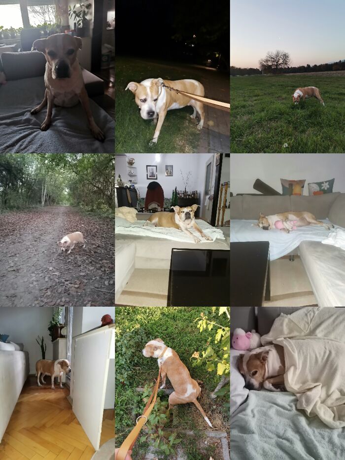 Everything I Know About Love, I Learned From My Dog (35 Pics) Everything I Know About Love, I Learned From My Dog (35 Pics)