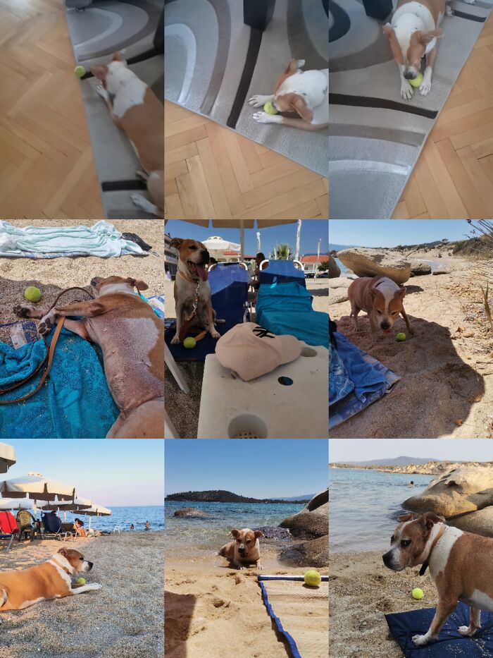 Everything I Know About Love, I Learned From My Dog (35 Pics) Everything I Know About Love, I Learned From My Dog (35 Pics)