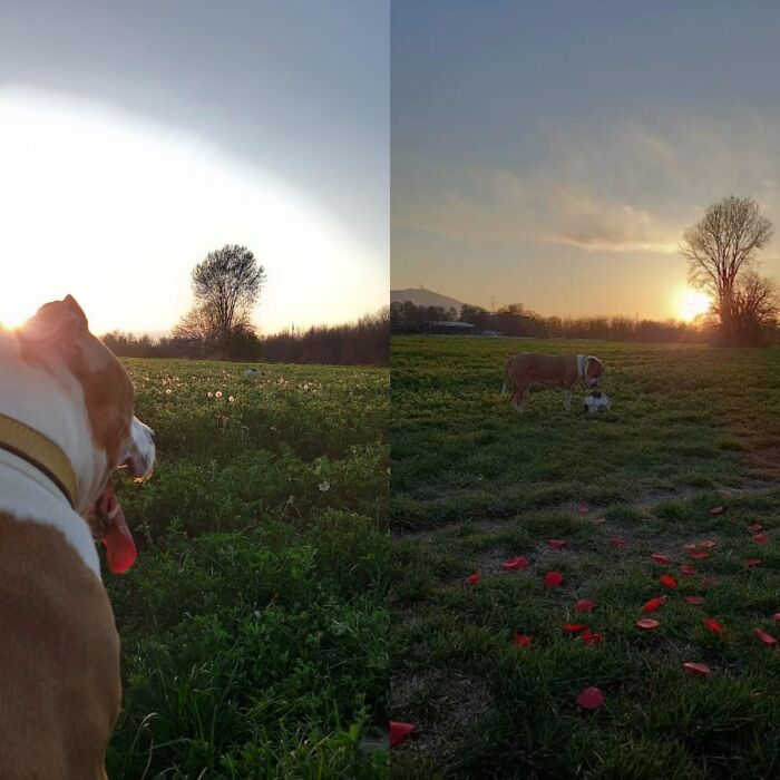 Everything I Know About Love, I Learned From My Dog (35 Pics) Everything I Know About Love, I Learned From My Dog (35 Pics)