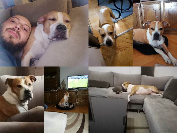 Everything I Know About Love, I Learned From My Dog (35 Pics) Everything I Know About Love, I Learned From My Dog (35 Pics)