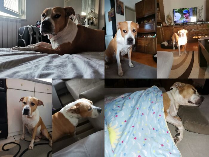 Everything I Know About Love, I Learned From My Dog (35 Pics) Everything I Know About Love, I Learned From My Dog (35 Pics)