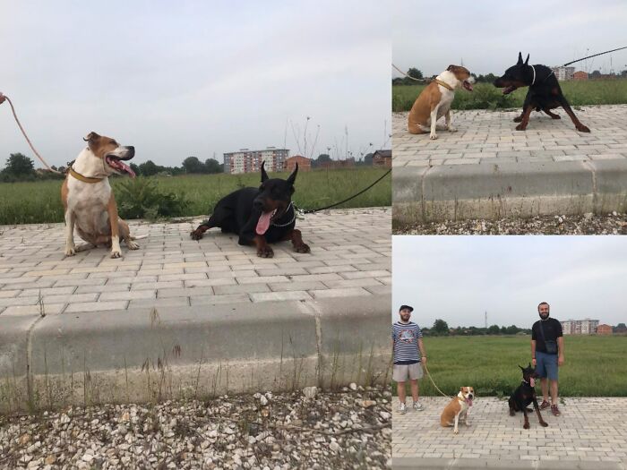 Everything I Know About Love, I Learned From My Dog (35 Pics) Everything I Know About Love, I Learned From My Dog (35 Pics)