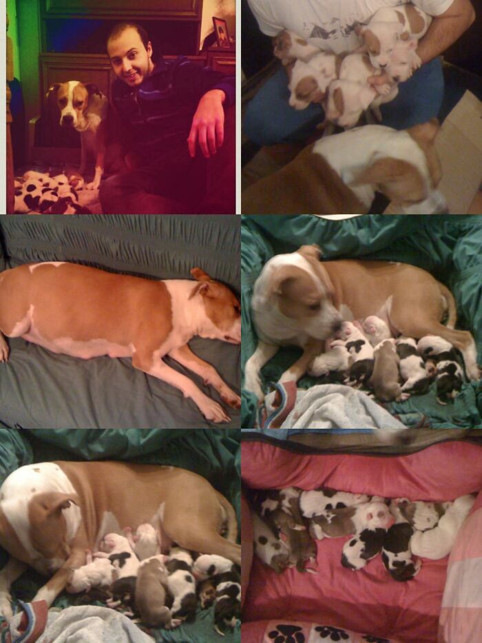 Everything I Know About Love, I Learned From My Dog (35 Pics) Everything I Know About Love, I Learned From My Dog (35 Pics)