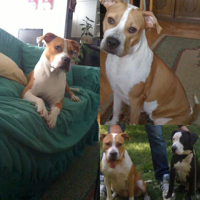 Everything I Know About Love, I Learned From My Dog (35 Pics) Everything I Know About Love, I Learned From My Dog (35 Pics)