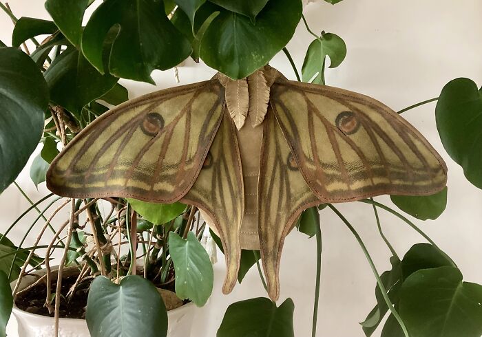 I Made A Luna Moth Backpack