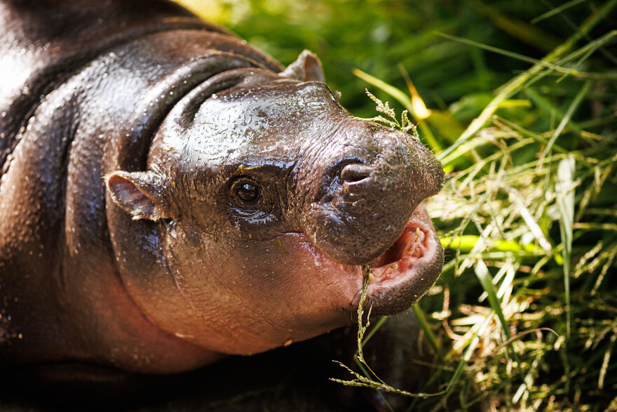 Close-up of a baby hippo chewing grass, highlighting a surprising and adorable pop culture moment in 2024.