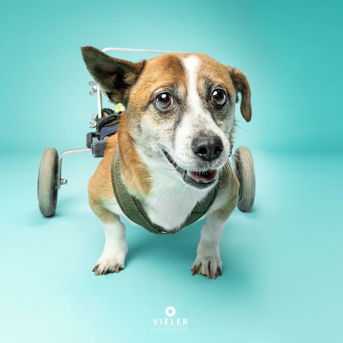 Small dog with disabilities using a wheelchair, looking happy against a light blue background