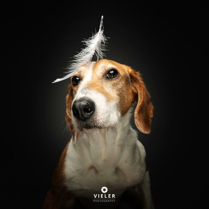 Beagle dog with a disability and a white feather balanced on its head, captured in a studio portrait.