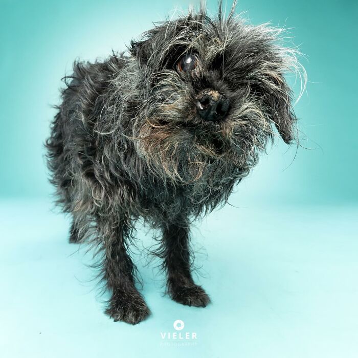 Small scruffy dog with disabilities standing on a blue background showing resilience and charm