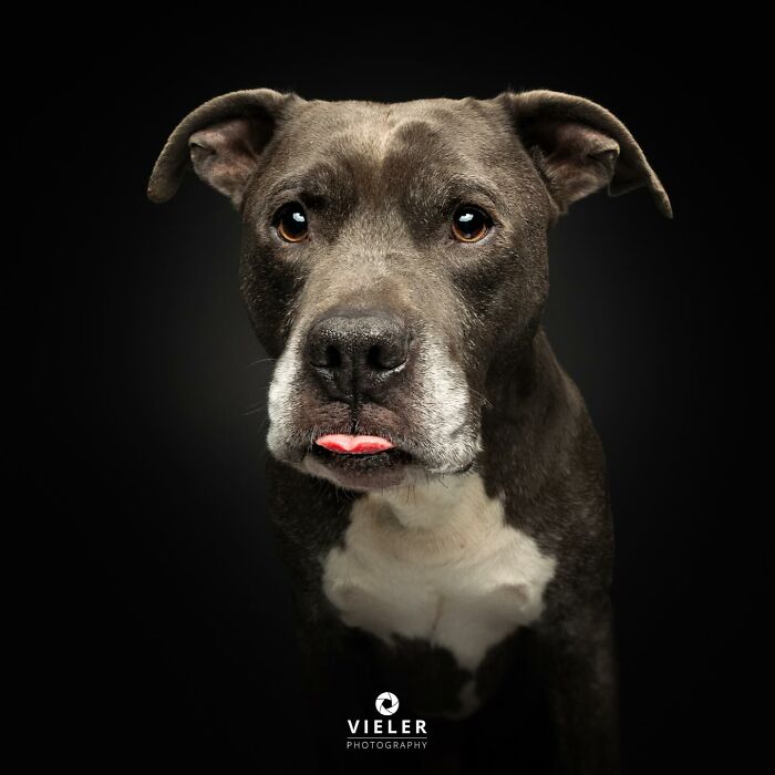 Close-up portrait of a dog with disabilities looking directly at the camera against a black background.