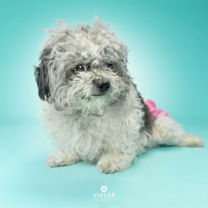 Small curly-haired dog with a disability lying on a blue background wearing a pink diaper and looking to the side