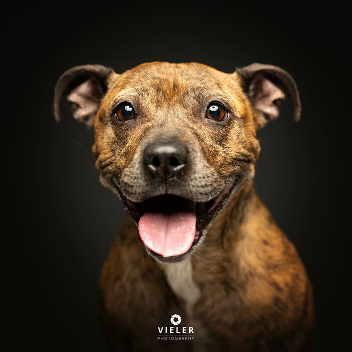 Smiling brindle dog with disabilities looking happy against a dark background, showcasing love and resilience.