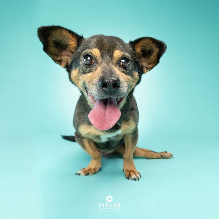 Small dog with disabilities sitting on a blue background, looking happy and energetic with its tongue out