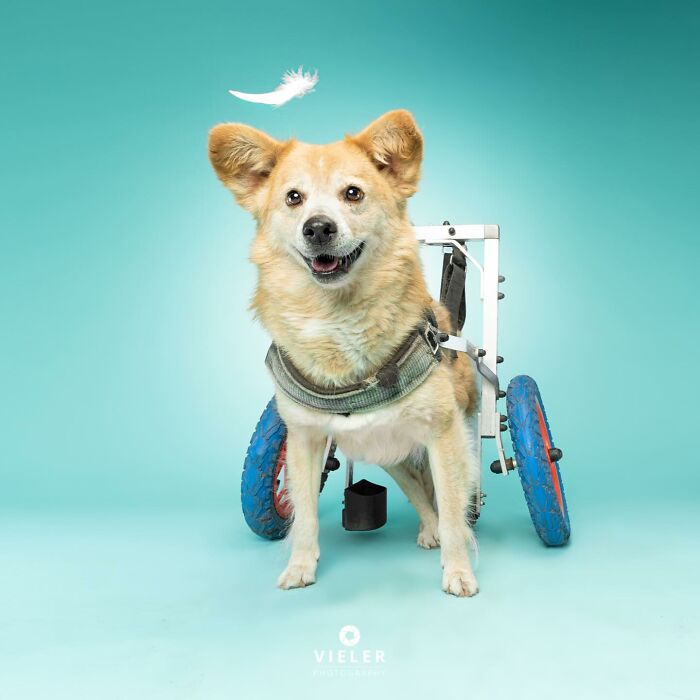 Happy dog with disabilities using a wheelchair, standing on a blue background with a white feather above.