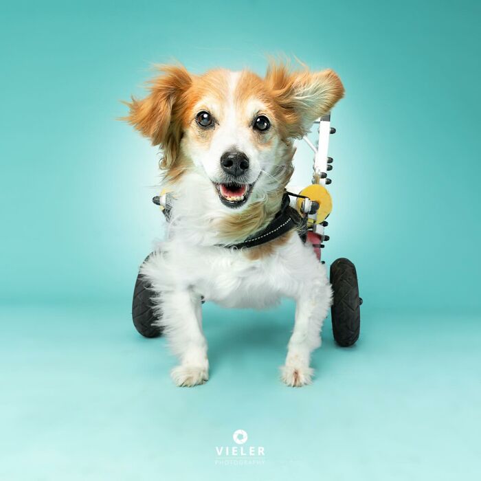Happy dog with disabilities using a wheelchair on a blue background showcasing mobility support and resilience.