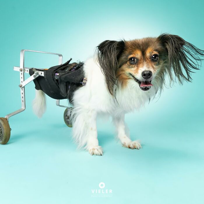Small dog with disabilities using a wheelchair, smiling against a light blue background, showing resilience and charm