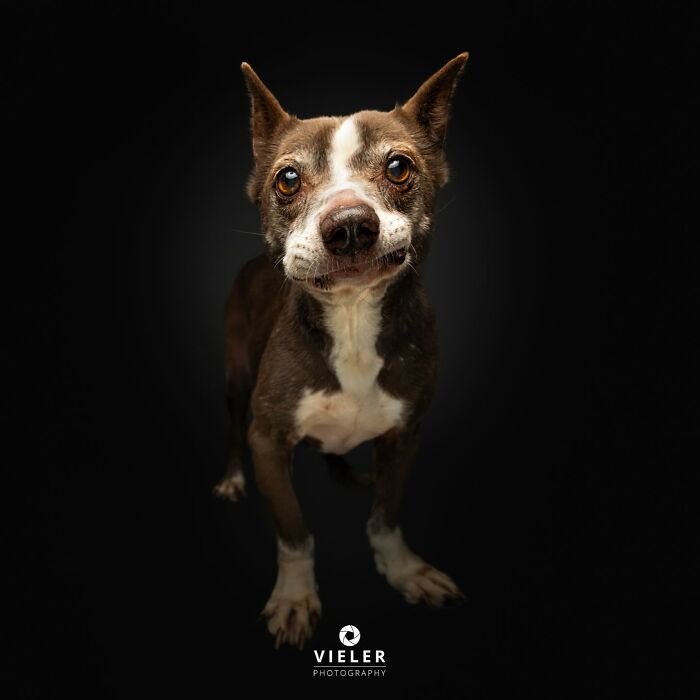 Close-up portrait of a small dog with a disability standing against a dark background, showcasing its expressive eyes.