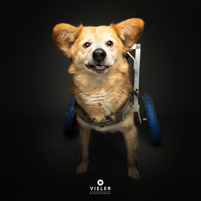Dog with disabilities using a wheelchair, standing against a dark background, showcasing strength and resilience.